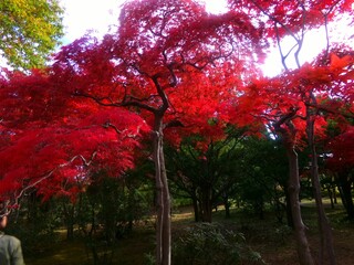 平岡樹芸センターのノムラモミジ