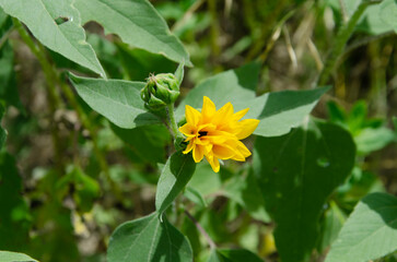 close up of sunflowers