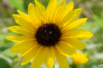 close up of sunflowers