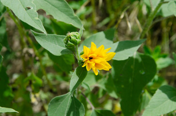 close up of sunflowers