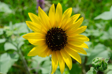 Fototapeta premium close up of sunflowers