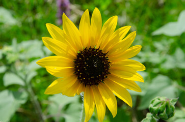 close up of sunflowers