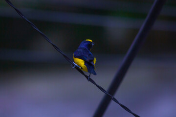 Male Euphony bird perched on a wire