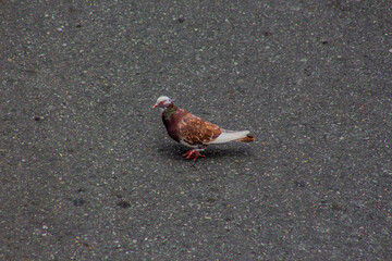 Pigeon walking down the street