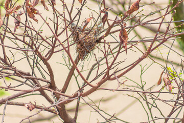 Empty bird nest on tree branches in nature 