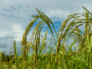 Naklejka premium Close up of rice, blue sky, rice field in Thailand.