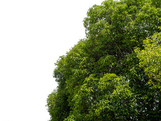 Obraz premium Shrubs isolated on white background with clipping path and alpha channel