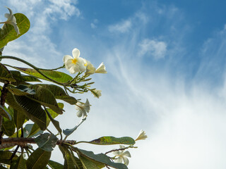 White flowers on the blue sky.