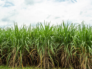 Sugarcane farm with sugarcane growing with sunrise in Thailand.