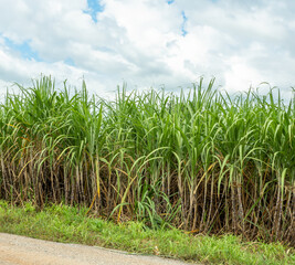Sugarcane fields, blue sky and clear sky days in Thailand.