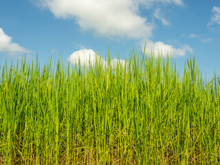 Picture of rice plants in front and blue sky.