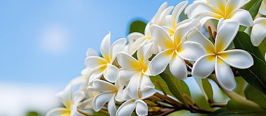 In the garden captured is a close up of the Frangipani flowers displaying their vibrant white bloom