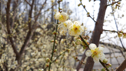 Apricot flower on nature background