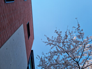 Landscape with red brick buildings and cherry blossom trees. - Powered by Adobe
