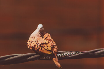 Turtle dove perched on a wire
