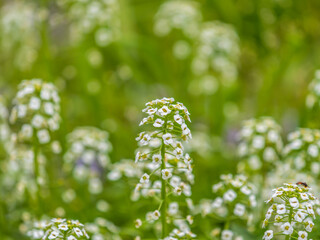 Dainty purple and white flowers of Lobularia maritima Alyssum maritimum, sweet alyssum or sweet alison