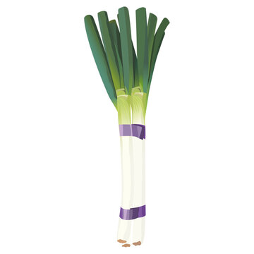 Fresh Japanese Leek Naga Negi Hand-Drawn Vector Illustration