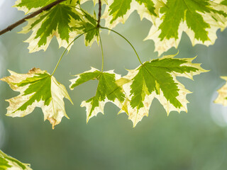 Green and white foliage of Norway Maple 'Drummondii' - Acer platanoides Variegata