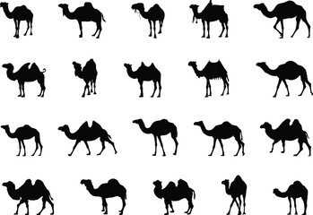 Camel silhouettes, Camel silhouette set, Camel vector illustration, Camel Svg, Camel clipart - obrazy, fototapety, plakaty