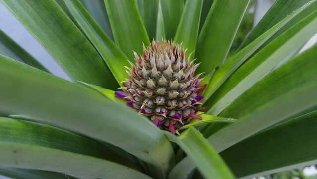 Fresh Pineapple bud plant - Tropical sweet and sour fruit