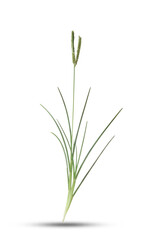 Fototapeta na wymiar grass isolated on white