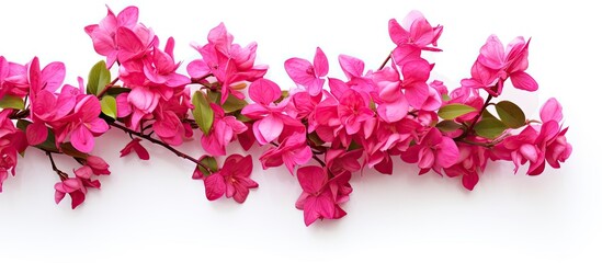 Flowers of the bougainvillea