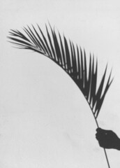 Shadows of hands and leaves on the bright white wall, art, plants, background