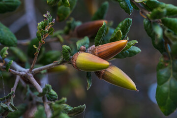 Coast Live Oak (Quercus agrifolia) seeds close-up on a tree branch. Oak tree acorn close-up © Hanna Tor