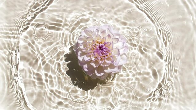 Slow motion of falling dahlia flowers on water surface and diverging circles of water on white background. Water splash. Pure water with reflections sunlight and shadows. Cosmetics products. FullHD 