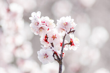 Fototapeta na wymiar 白い梅の花のクローズアップ