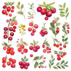Lingonberry in watercolor collection with flower and leaf with branch