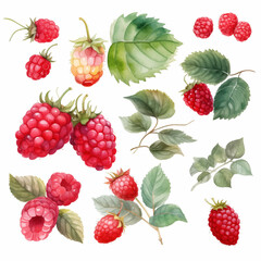 Raspberry in watercolor collection with flower and leaf with branch