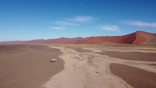 ORYX NAMIB DESERT BY DRONE RED SAND