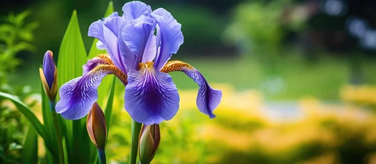Tuinposter During the summertime an iris plant blooms outdoors © 2rogan