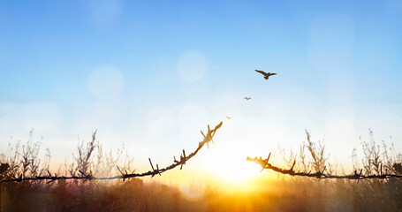 freedom concept, Bird flying and barbed wire at Morning Calm country meadow sunrise landscape...