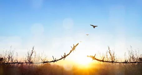  freedom concept, Bird flying and barbed wire at Morning Calm country meadow sunrise landscape background © paul