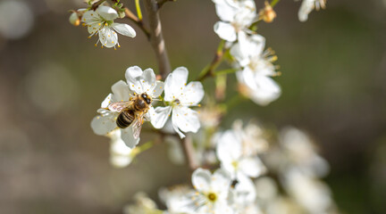 Obraz premium Bee on a flower of the white cherry blossoms. White flowers bloom in the trees. Spring landscape with blooming sakura tree. Beautiful blooming garden on a sunny day. Copy space for text.