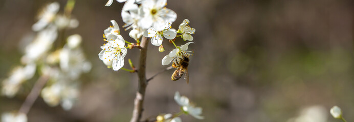 Bee on a flower of the white cherry blossoms. White flowers bloom in the trees. Spring landscape with blooming sakura tree. Beautiful blooming garden on a sunny day. Copy space for text.