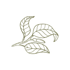 Lemon twig with lemon fruits in a flat form. Lemon in the style of graphics. Vector illustration highlighted on a white background.