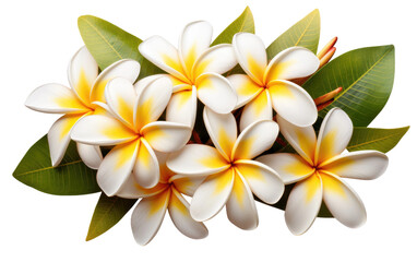 Fototapeta premium Tropical frangipani flower cluster illustration, white and yellow plumeria blooms with green leaves, botanical design PNG isolated on Transparent Background