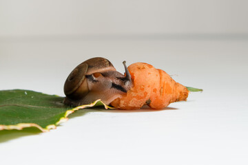 Snail on a green leaf on a white background, close-up