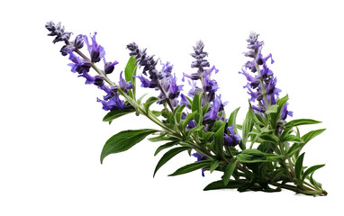 Naklejka premium Sage Serenity The Allure of Salvia Blooms on White or PNG Transparent Background.