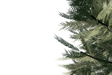 Digital png illustration of green fir branches on transparent background