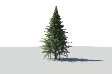 Digital png photo of fir tree on transparent background