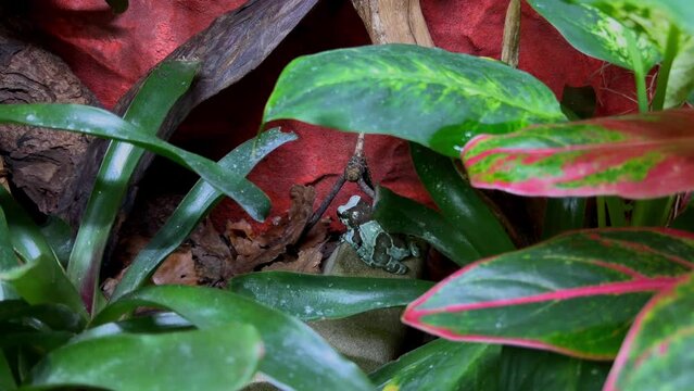 a colored poison frog can be seen