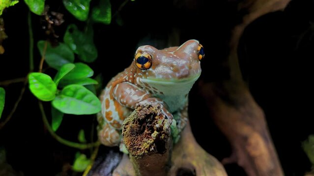 A breathing frog with special yellow eyes sits on a branch