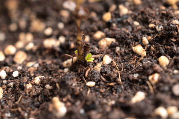 Little and tiny mint or peppermint sprouts, slowly growing in great potting sustrate