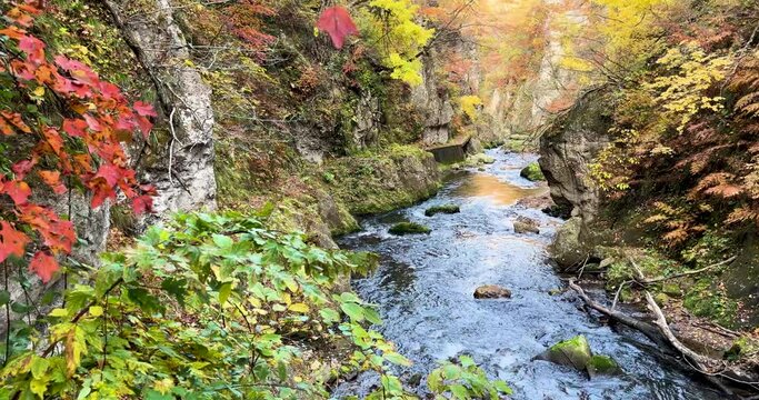 Autumn scenery of a river flowing through Naruko Gorge in Miyagi Prefecture, Japan