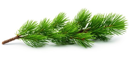 A white backdrop adorned with a branch of lush green pine - obrazy, fototapety, plakaty