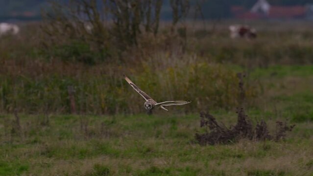 Short eared owl slow motion flight